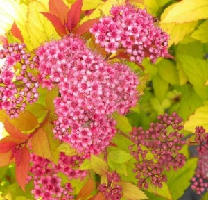 спирея японская goldflame / spiraea japonica goldflame