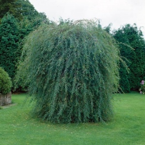 ива пурпурная pendula / salix purpurea pendula 