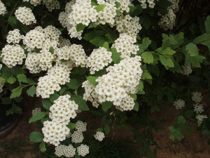 спирея вангутта / spiraea vanhouttei 