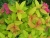 спирея японская goldflame / spiraea japonica goldflame
