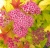 спирея японская goldflame / spiraea japonica goldflame
