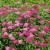 спирея японская anthony waterer / spiraea japonica anthony waterer