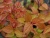 спирея японская firelight / spiraea japonica firelight