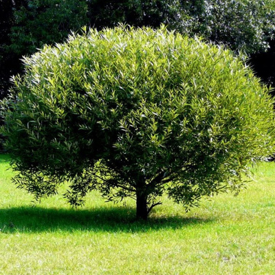 ива ломкая "буллата" / salix fragilis 'bullata'
