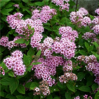 спирея японская little princess / spiraea japonica little princess