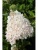 гортензия метельчатая grandiflora