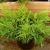 можжевельник средний голд стар / juniperus pfitzeriana gold star 