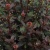 пузыреплодник калинолистный little joker