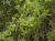 ива матсудана erythroflexuosa / salix erythroflexuosa