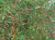 ива матсудана erythroflexuosa / salix erythroflexuosa