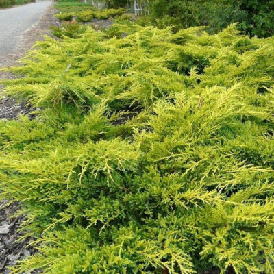 можжевельник средний old gold / juniperus pfitzeriana old gold
