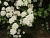 спирея вангутта / spiraea vanhouttei 
