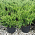 можжевельник средний mint julep / juniperus pfitzeriana mint julep