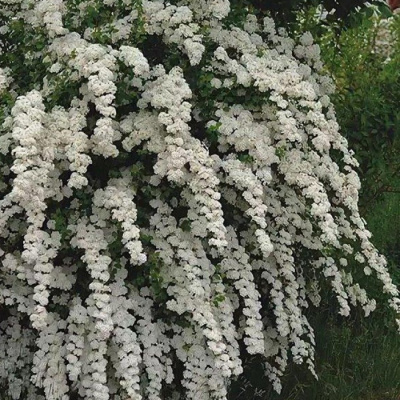 спирея ниппонская june bride / spiraea nipponica june bride