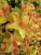 спирея японская firelight / spiraea japonica firelight